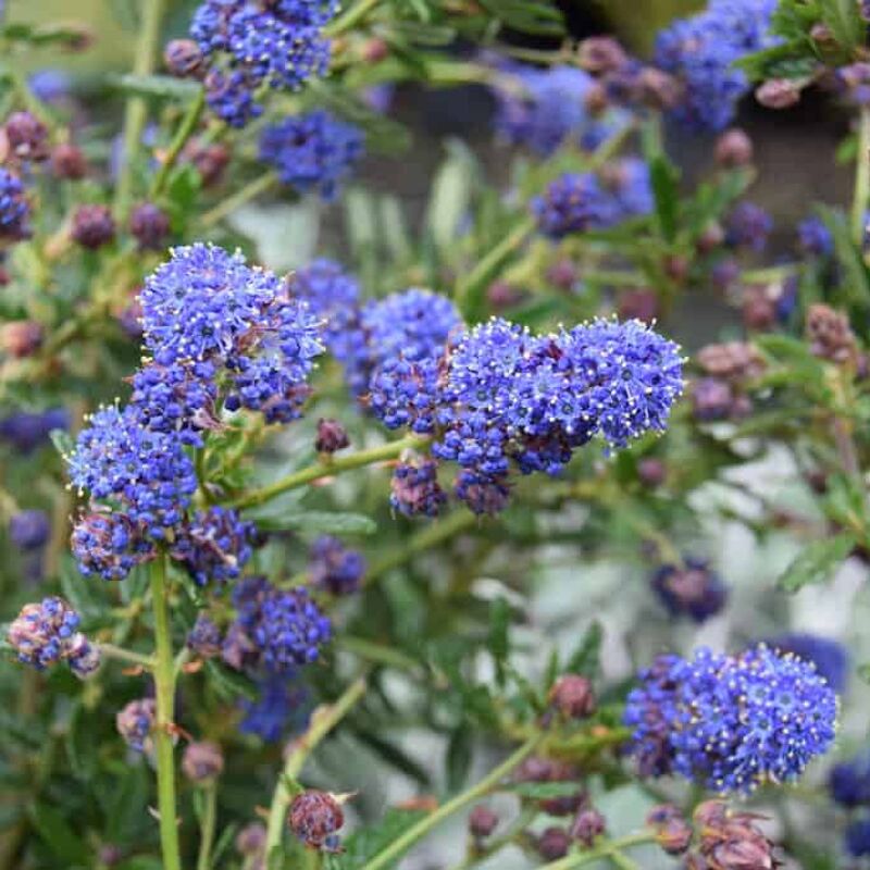 Ceanothus 'Concha' 100-125 cm