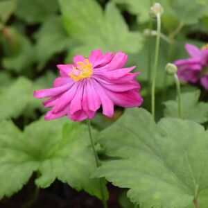 Anemone hupehensis var. japonica 'Pamina' ---