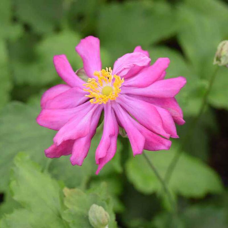 Anemone hupehensis var. japonica 'Pamina' ---