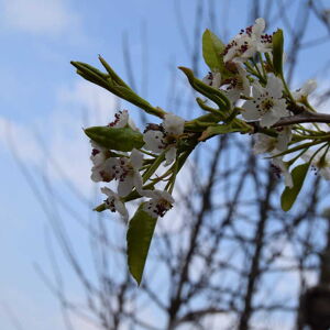 Pyrus calleryana 'Chanticleer' 12-14 HS