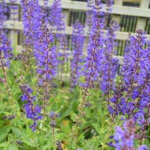 Salvia × sylvestris 'Viola Klose' ---