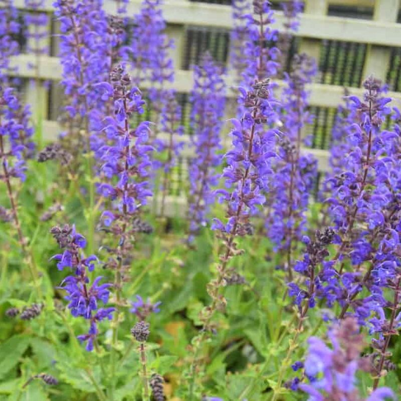 Salvia × sylvestris 'Viola Klose' ---