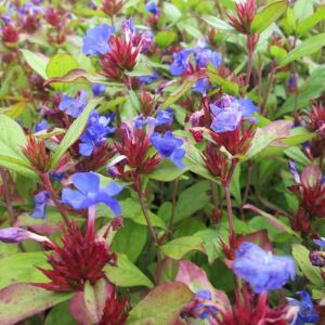 Ceratostigma plumbaginoides ---