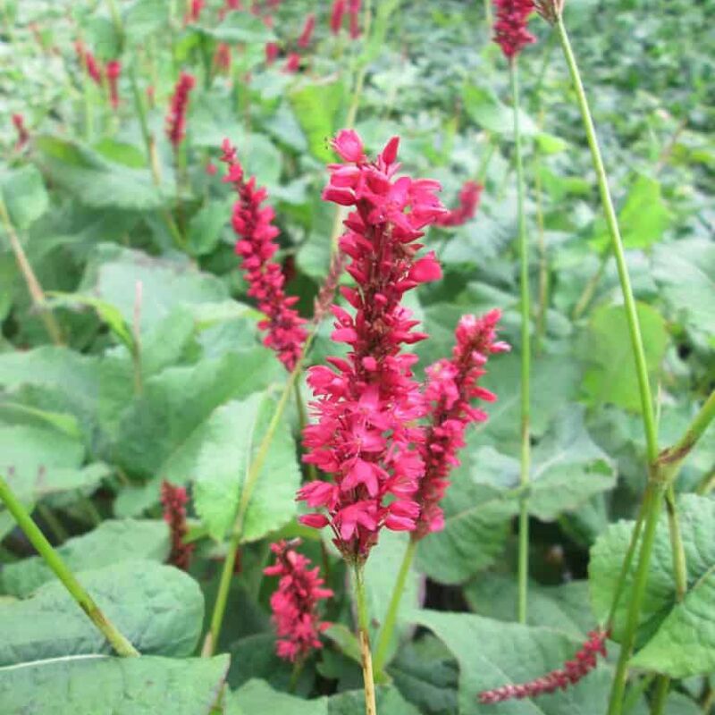 Persicaria amplexicaulis 'Fat Domino' ---