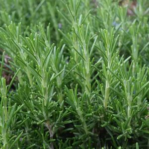 Rosmarinus officinalis Prostratus Group ---