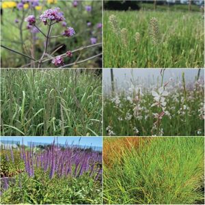 Offer 150 plants Prairie Garden in a Box ---